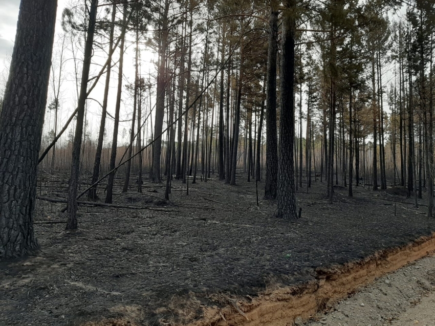 На территории Забайкалья ликвидировано три лесных пожара